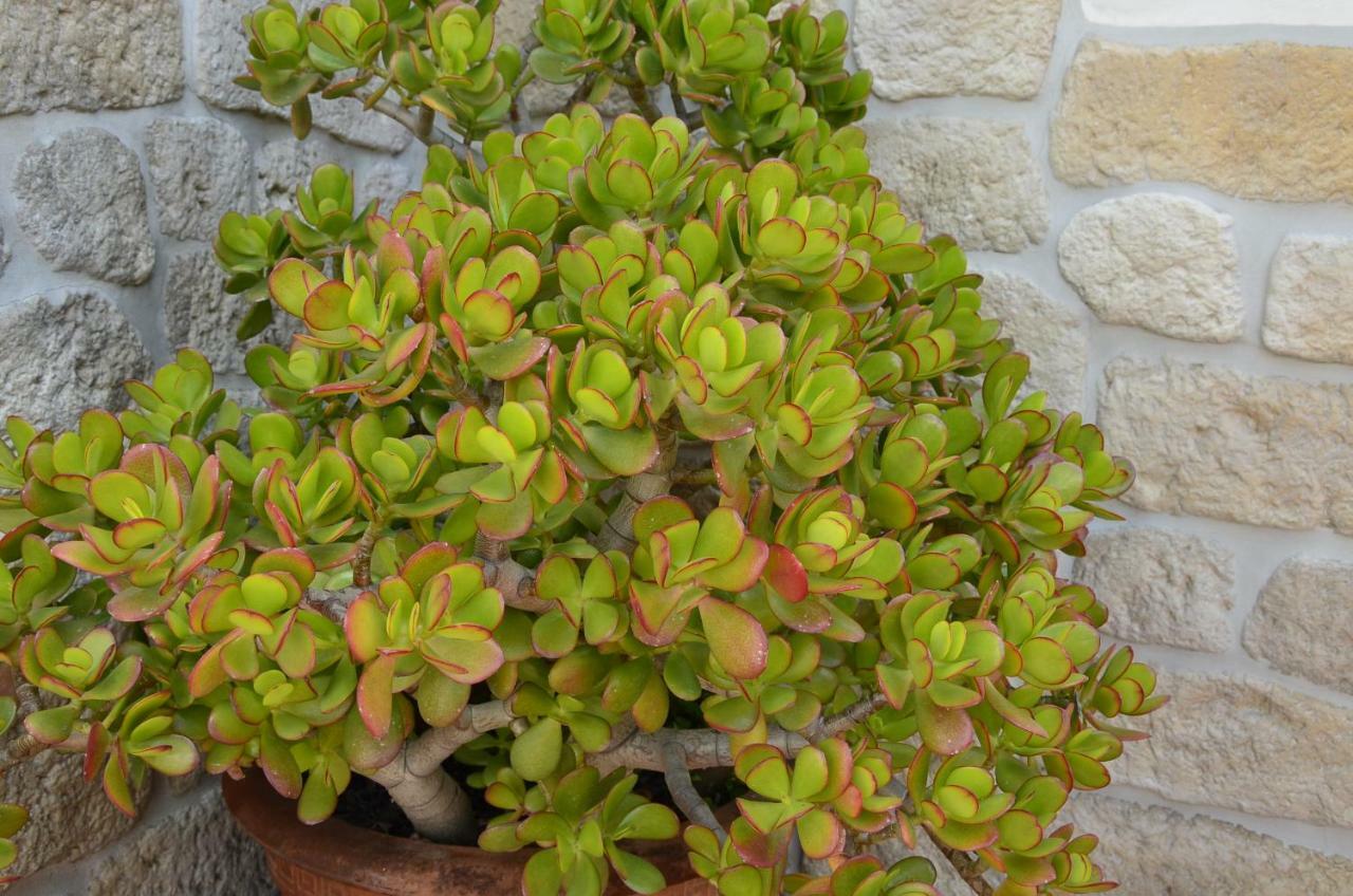 אולביה B&B Antica Dimora מראה חיצוני תמונה